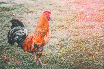 Rooster on green grass, poultry farm