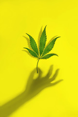 Trendy sunlight cannabis green leaf in a female hand from a shadow on a yellow background. Minimal...