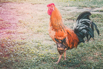Rooster on green grass, poultry farm