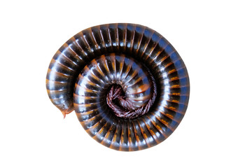 Asian giant millipede close up on white background