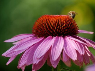 bee on flower