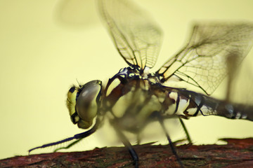 Libelle
