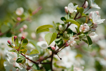 apple blossom