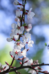 cherry blossom