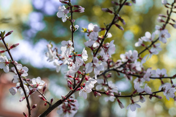 Obraz premium cherry blossom