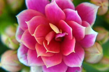 close-up photograph of a kalanchoe flower