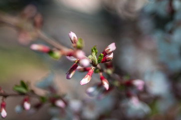 cherry blossom