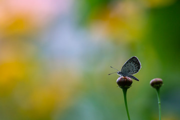A small butterfly on a bud
