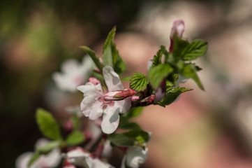 spring cherry blossoms