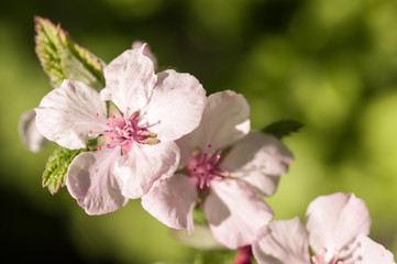 spring cherry blossoms