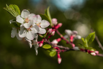 Naklejka na ściany i meble spring cherry blossoms