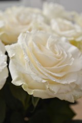 white rose on background