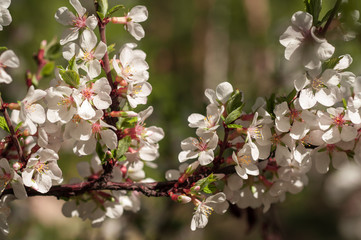 spring cherry blossoms