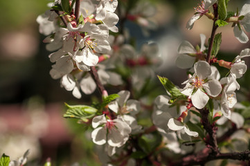 spring cherry blossoms