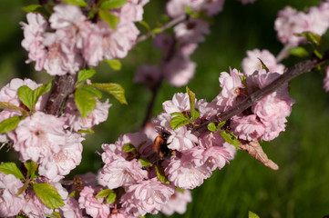 branch of a blooming plum in spring
