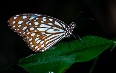 Farfalle, lepidotteri, volare, 