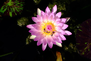 beautiful lotus flower or water lily in pond