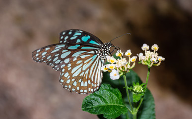 Farfalle, lepidotteri, volare, 