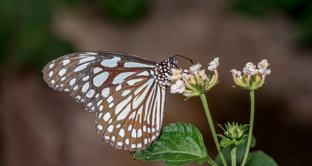 Farfalle, lepidotteri, volare, 
