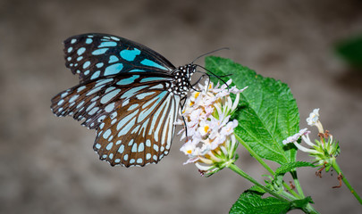 Farfalle, lepidotteri, volare, 