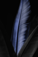Fragment of bird's feather, close-up. Black and white.