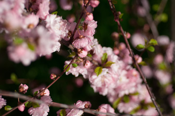 Fototapeta na wymiar branch of a blooming plum in spring
