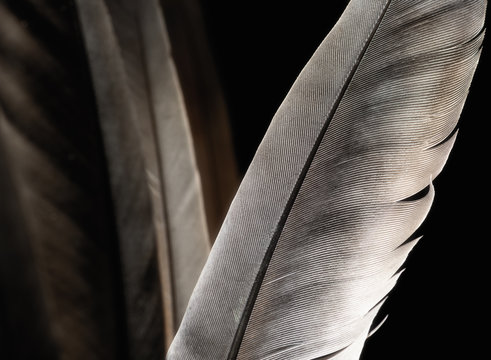 Fragment of bird's feather, close-up. Black and white.