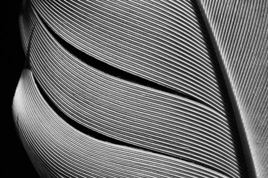 Fragment of bird's feather, close-up. Black and white.