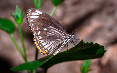 Obraz na płótnie Canvas Farfalle, lepidotteri, volare, 