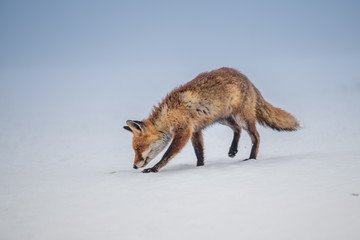 Red fox (Vulpes vulpes) with a bushy tail hunting in the snow in winter in Algonquin Park in Canada