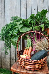 Basket with gifts of autumn consisting of carrots, beets, zucchini, apples, wheat on an old chair ....