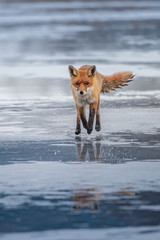 Red fox (Vulpes vulpes) with a bushy tail hunting in the snow in winter in Algonquin Park in Canada