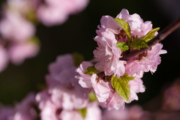 branch of a blooming plum in spring