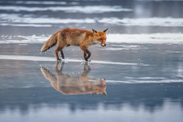 Red fox (Vulpes vulpes) with a bushy tail hunting in the snow in winter in Algonquin Park in Canada