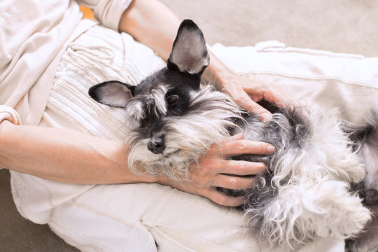 Cute dog, Miniature Schnauzer, cuddles in the woman's lap