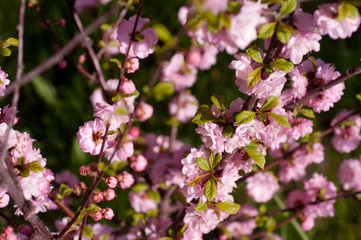 branch of a blooming plum in spring