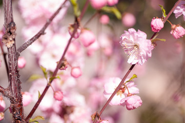branch of a blooming plum in spring