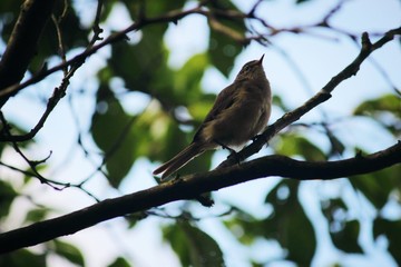 bird on a branch