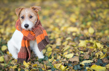 Cute pet dog puppy wearing a scarf and sitting in the autumn leaves. Halloween, fall or happy...