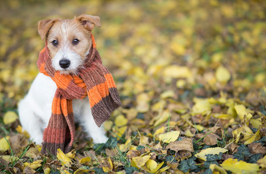 Cute pet dog puppy wearing a scarf and sitting in the autumn leaves. Halloween, fall or happy thanksgiving background. 