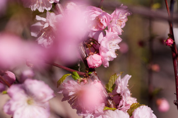 branch of a blooming plum in spring