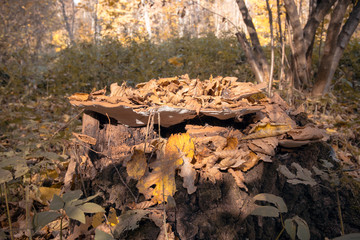 Stump in the autumn forest.