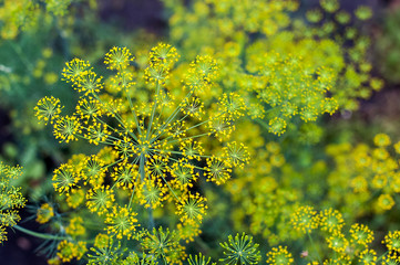 Fresh dill (Anethum graveolens) growing on the vegetable bed. Annual herb, family Apiaceae. Top view