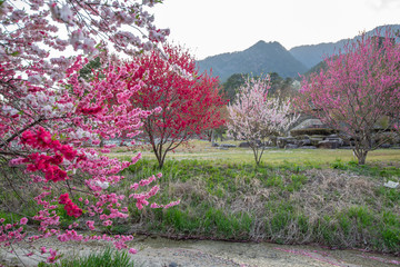 beautiful peach  blossoms of flowering peach's tree garden