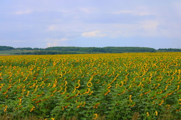 Fototapeta premium field of sunflowers and blue sky with clouds