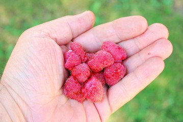 man hand holding Raspberries