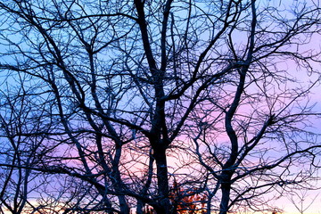 Abendrot mit Baum