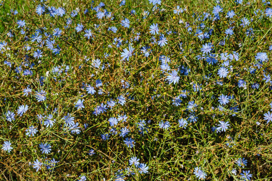 Plantas con flores azules lilas de achicoria silvestre. Cichorium intybus. 