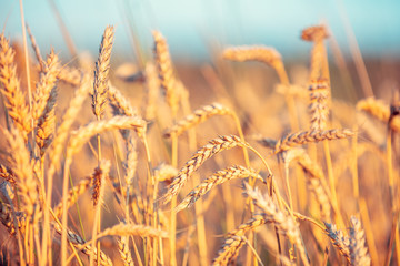 Golden wheat field at sunset. Beautiful nature
