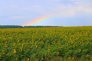 field of sunflowers rainbow